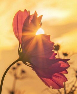 Стихами о чувствах. 