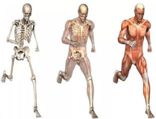 Опорно-двигательная система: Заболевания и возможности лечения