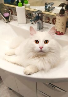 Ванна