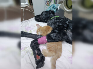 Истории про животных