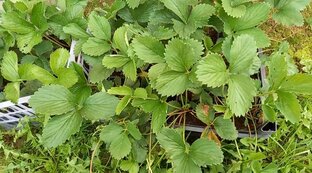 Клубника 2023 - 2024 г.