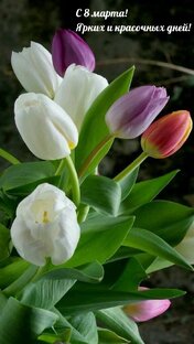 С праздником. 8 марта.