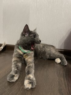 Наша котейка Мусфеттка