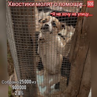 Помогите построить приют