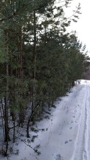 Дорогой Дзен.