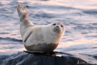 Смешные видео с животными