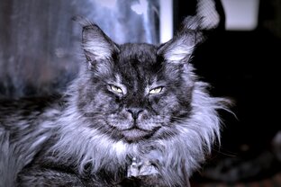 Какие они - Мейн-куны?