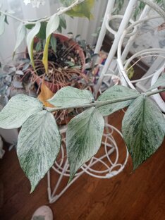 Сорта хойи (описание) 