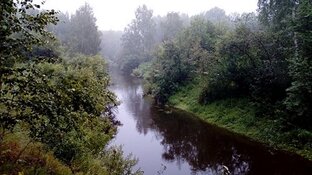 Куры-несушки