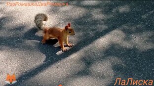В мире животных😄😄😄