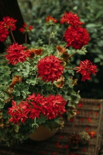 Пеларгония