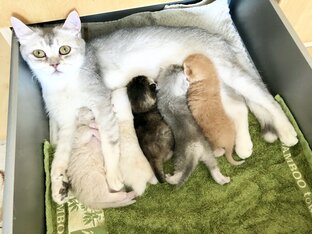 Волшебный первый помёт кошки Кайли и котика Маню