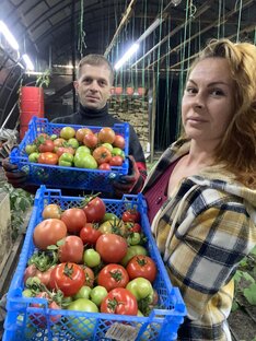 Все о помидорах 