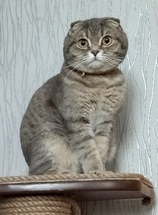 Котики, собачки