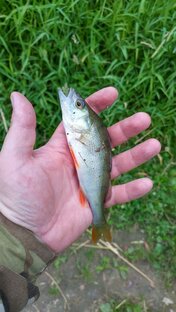 Рыбный день!