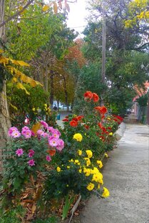 Растения, цветы, деревья в Анапе