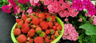 Земляника садовая