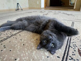 Наши питомцы