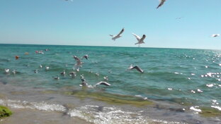 Таланты и поклонники