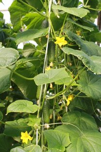 Зимняя теплица огурцы 