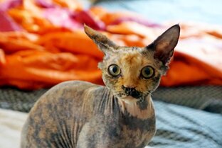 мои котаныв