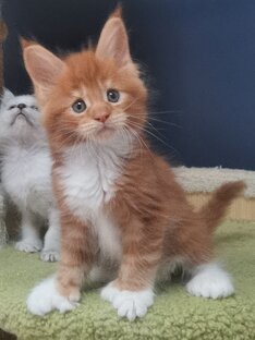 Мейн-кун котенок полидакт