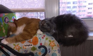 Наши коты