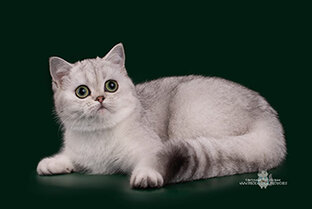 Генетика кошек😻