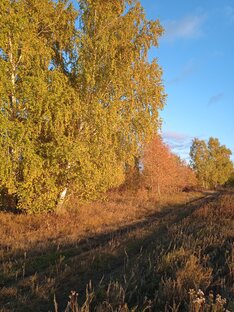 Лошадка и теленок!