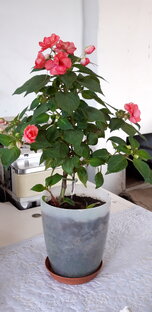 Ванька ,,мокрый"