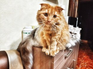 Смешные видео