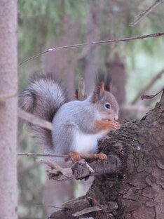 В мире животных 