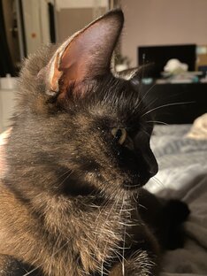 Мелкая 🐈‍⬛ 