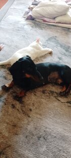 Кошки и собаки 