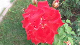 Роза-королева сада