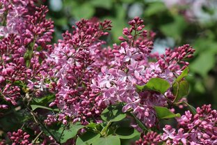 Экскурсии Главного ботанического сада