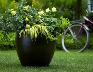 Миксы растений в интерьере