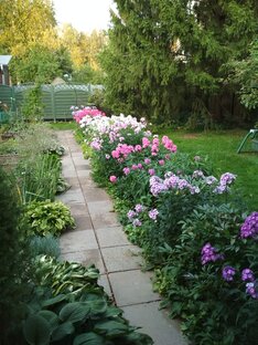 Цветники моего сада