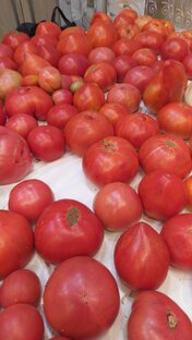 ТЕСТИРУЕМ ТОМАТЫ. 2023. ТЕПЛИЦА. УЛИЦА.