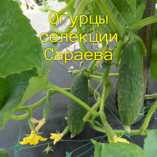 Огурцы устойчивые к весенним заморозкам, селекции Сараева, их семена.