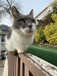 Мартовские коты ! Сочи