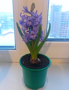 Выгонка гиацинта 