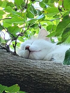 Сочинские котики