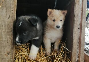 Осталась одна Мира у нас Щенков оставили в коробке у ворот Приюта. 