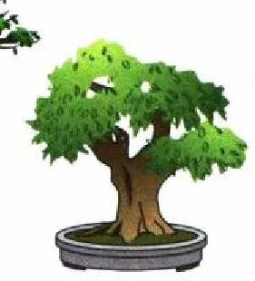 Бонсай из Инжира