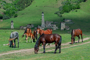 Ингушетия, край башен.