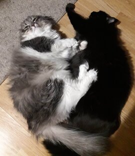 КотоБанда в городе