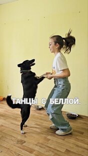 Танцы с Беллой