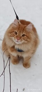 Маленькое чудо