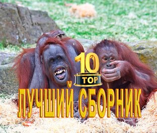 СМЕШНЫЕ ЖИВОТНЫЕ